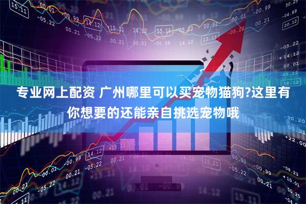 专业网上配资 广州哪里可以买宠物猫狗?这里有你想要的还能亲自挑选宠物哦